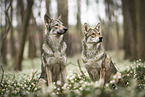 2 Saarloos-Wolfhunde