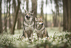 2 Saarloos-Wolfhunde