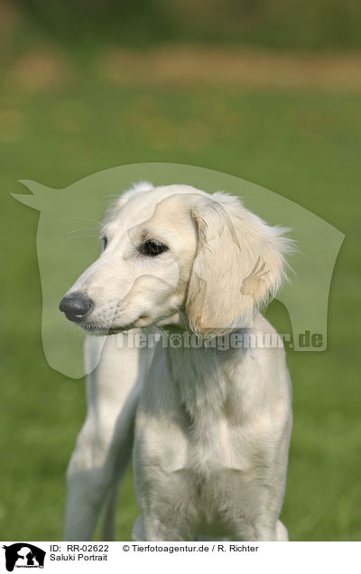 Saluki Portrait / RR-02622