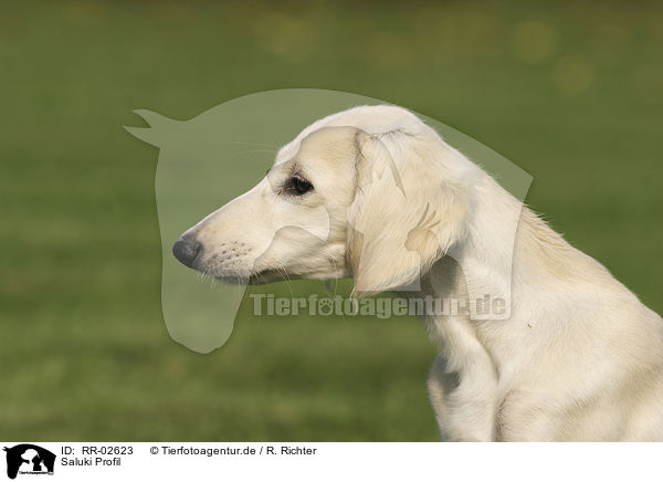 Saluki Profil / RR-02623