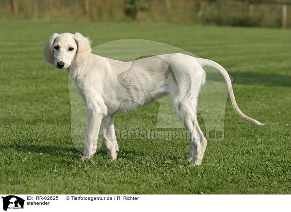 stehender / standing Saluki / RR-02625