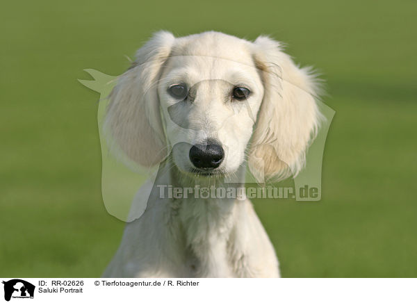 Saluki Portrait / RR-02626