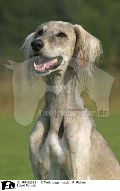 Saluki Portrait / Saluki Portrait / RR-02631