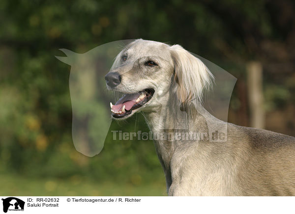 Saluki Portrait / Saluki Portrait / RR-02632