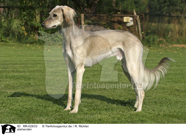 stehender / standing Saluki / RR-02633