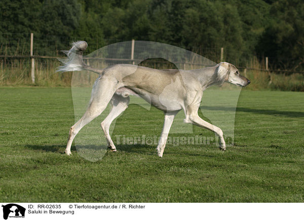 Saluki in Bewegung / in action / RR-02635
