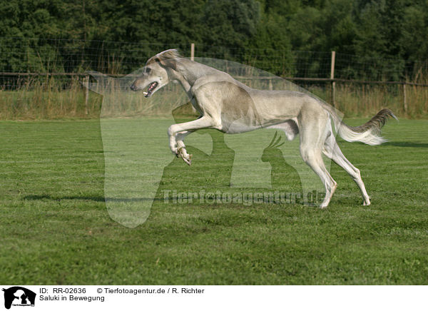 Saluki in Bewegung / in action / RR-02636