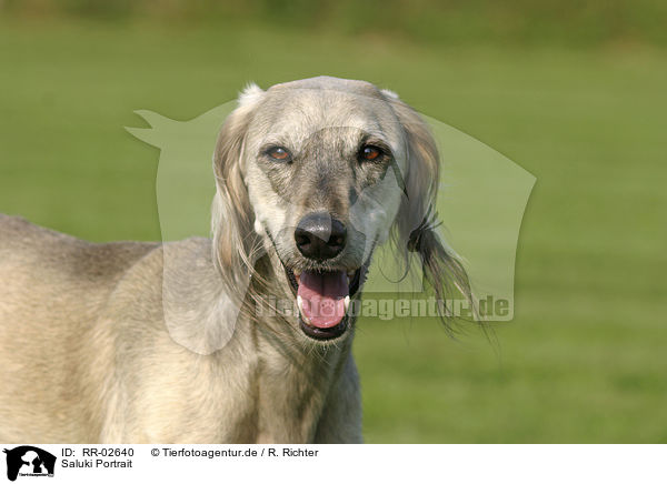 Saluki Portrait / Saluki Portrait / RR-02640