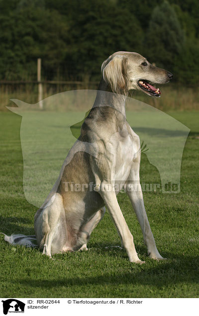 sitzender / sitting Saluki / RR-02644