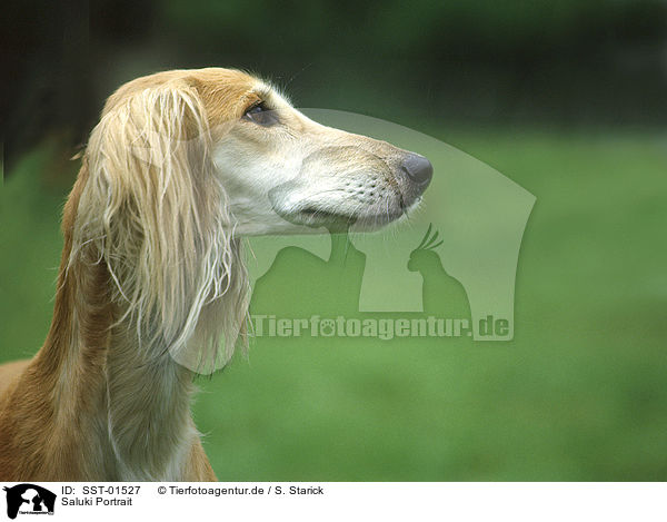 Saluki Portrait / Saluki Portrait / SST-01527