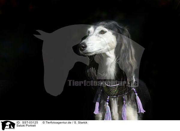 Saluki Portrait / Saluki Portrait / SST-03125