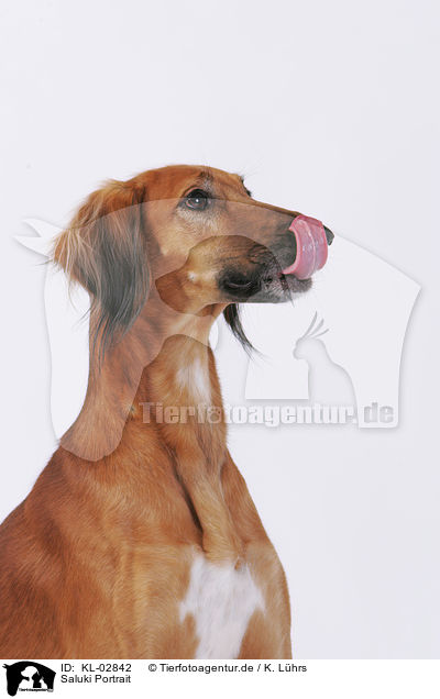 Saluki Portrait / Saluki Portrait / KL-02842