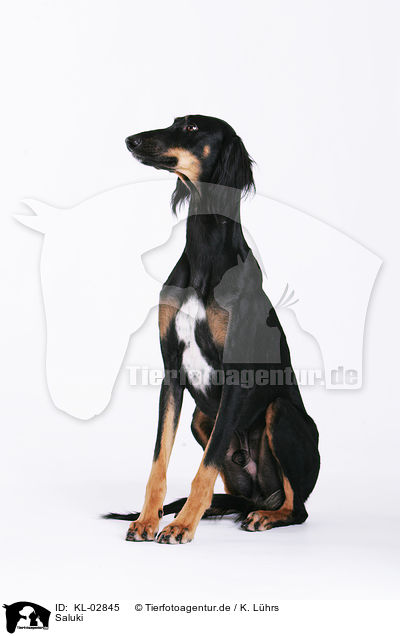 Saluki / Saluki / KL-02845