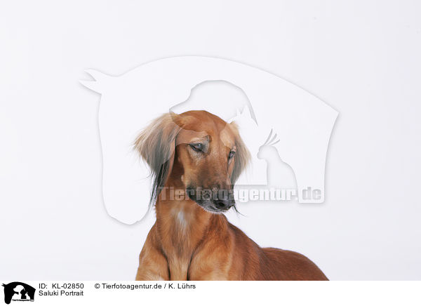 Saluki Portrait / Saluki Portrait / KL-02850