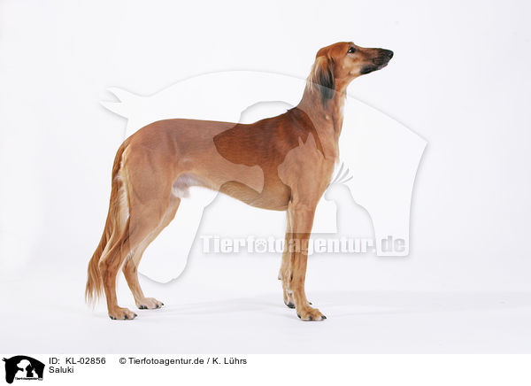 Saluki / Saluki / KL-02856