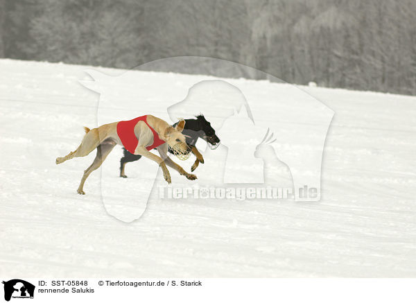 rennende Salukis / running Salukis / SST-05848