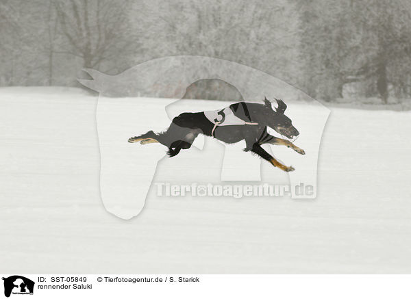 rennender Saluki / running Saluki / SST-05849