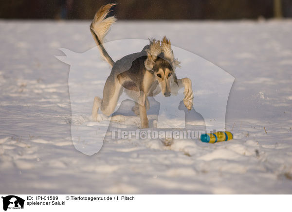 spielender Saluki / playing Saluki / IPI-01589