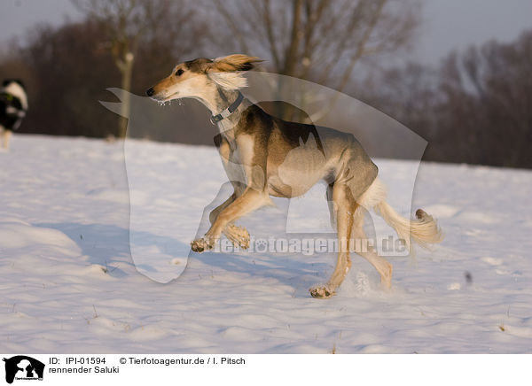rennender Saluki / running Saluki / IPI-01594