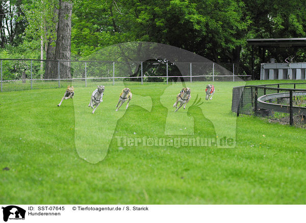 Hunderennen / dog race / SST-07645