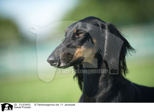 Saluki Portrait / Persian Greyhound Portrait / YJ-03403