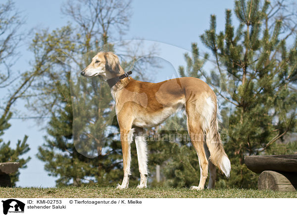 stehender Saluki / standing Saluki / KMI-02753
