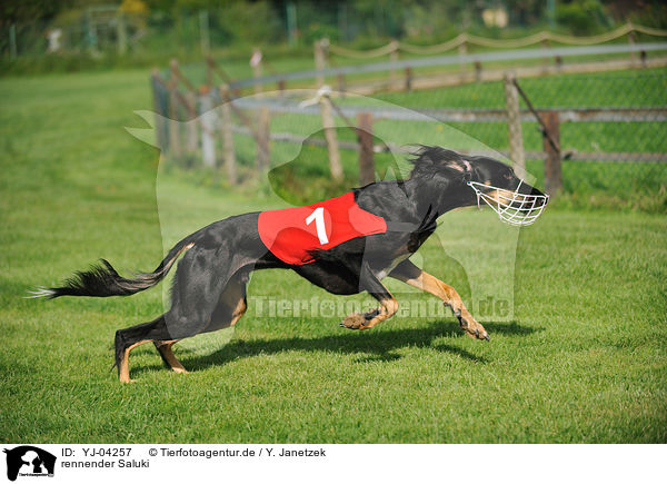 rennender Saluki / running Persian Greyhound / YJ-04257