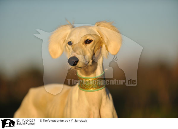 Saluki Portrait / Persian Greyhound Portrait / YJ-04267
