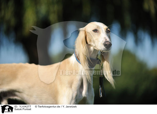 Saluki Portrait / YJ-04277