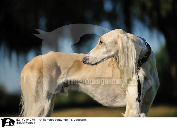 Saluki Portrait / YJ-04279