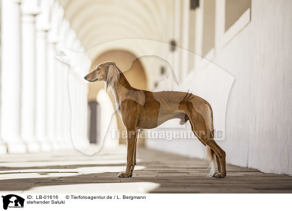 stehender Saluki / standing Saluki / LB-01616