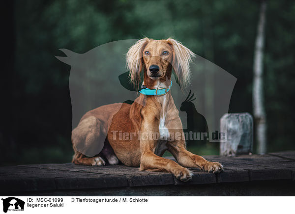 liegender Saluki / lying Saluki / MSC-01099