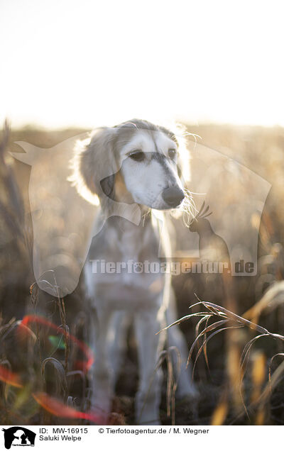 Saluki Welpe / MW-16915
