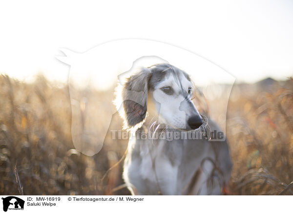 Saluki Welpe / Saluki puppy / MW-16919