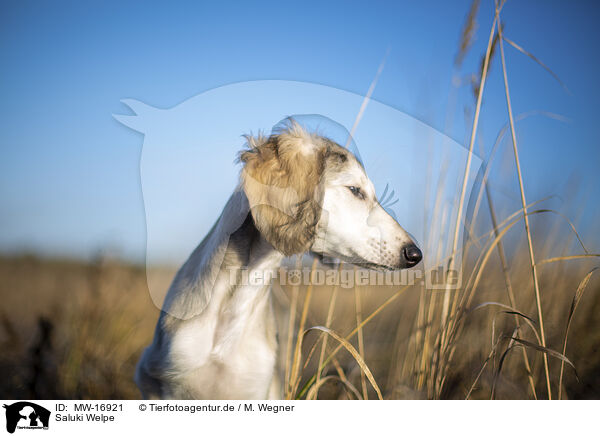 Saluki Welpe / MW-16921
