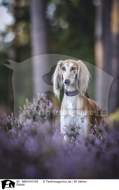 Saluki / sighthound / MAH-04165