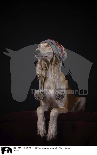 Saluki / sighthound / MAH-04174