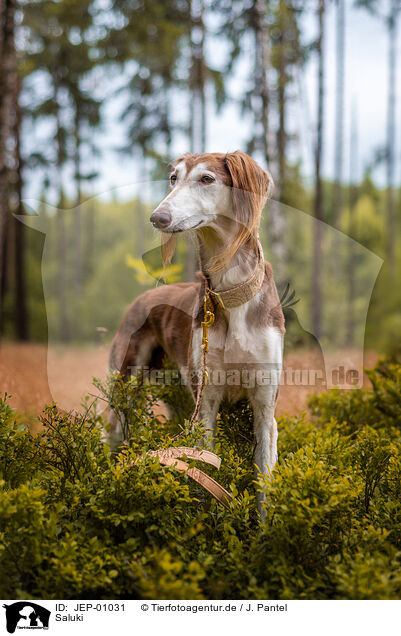 Saluki / Saluki / JEP-01031