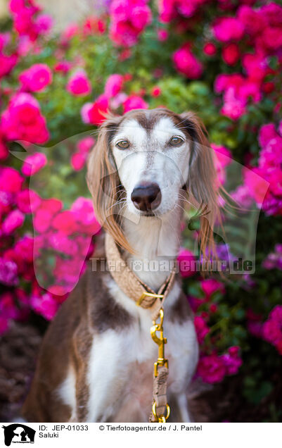 Saluki / JEP-01033