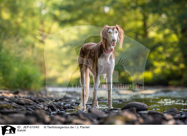 Saluki / Saluki / JEP-01040