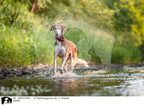 Saluki / Saluki / JEP-01043