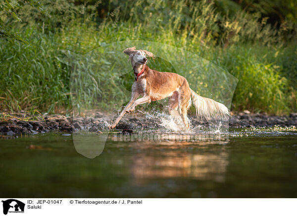 Saluki / Saluki / JEP-01047