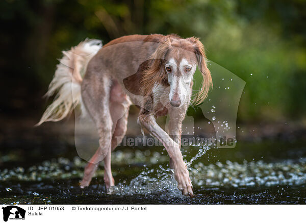 Saluki / Saluki / JEP-01053