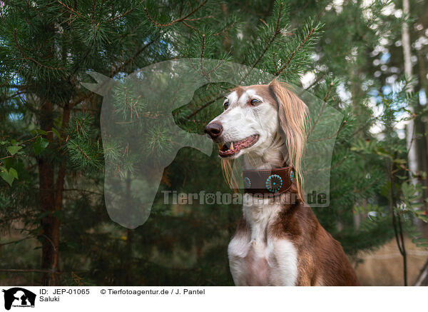 Saluki / JEP-01065