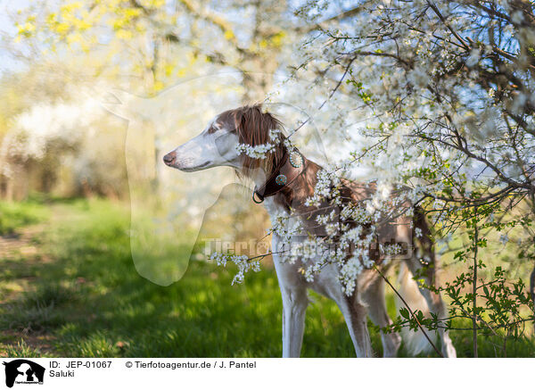 Saluki / JEP-01067