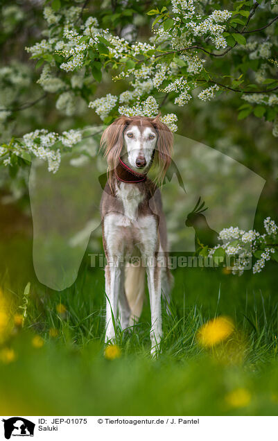 Saluki / JEP-01075