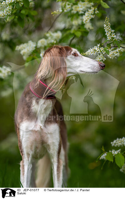 Saluki / JEP-01077