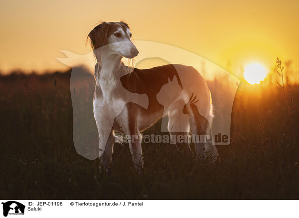 Saluki / JEP-01198