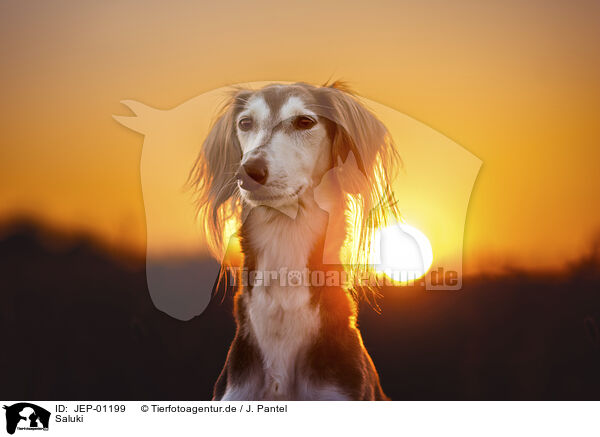 Saluki / JEP-01199