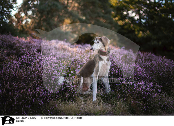 Saluki / JEP-01202